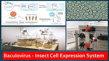 Recombinant Protein Expression in Baculovirus Insect Cell lines
