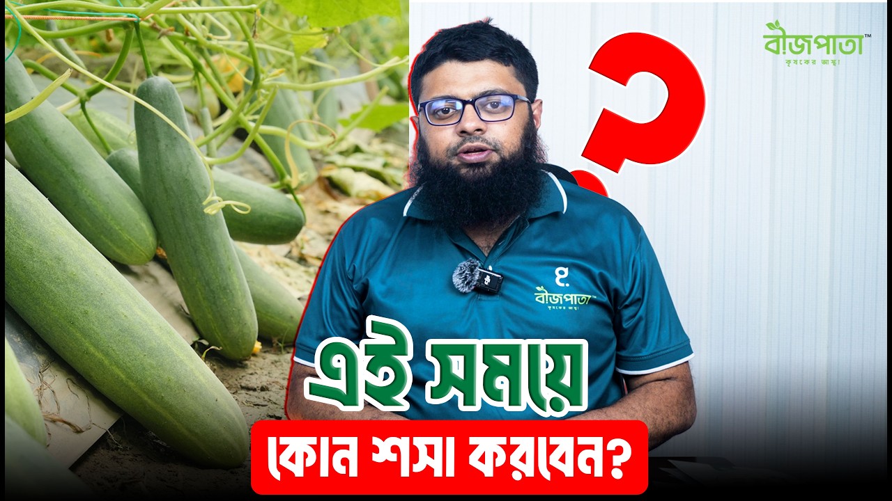 না জানলেই লস! সিজনাল শসা চাষের আসল ২টি টেকনিক #bizpata