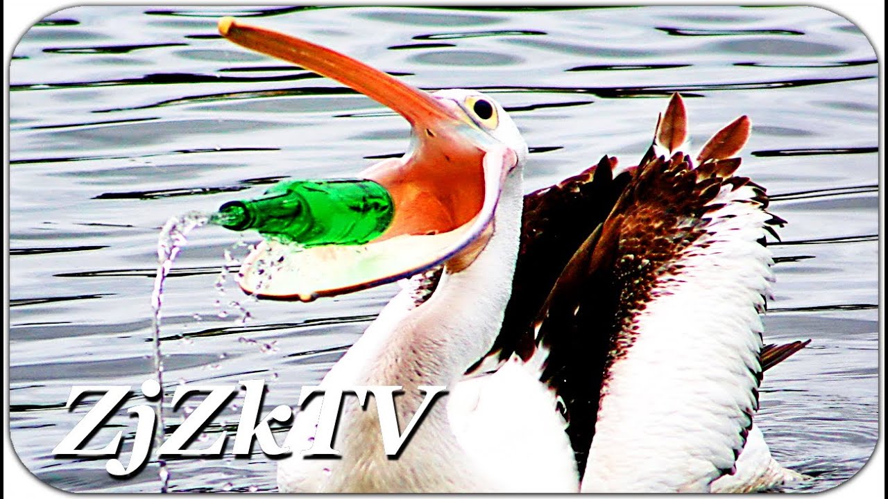 Пеликаны ржут