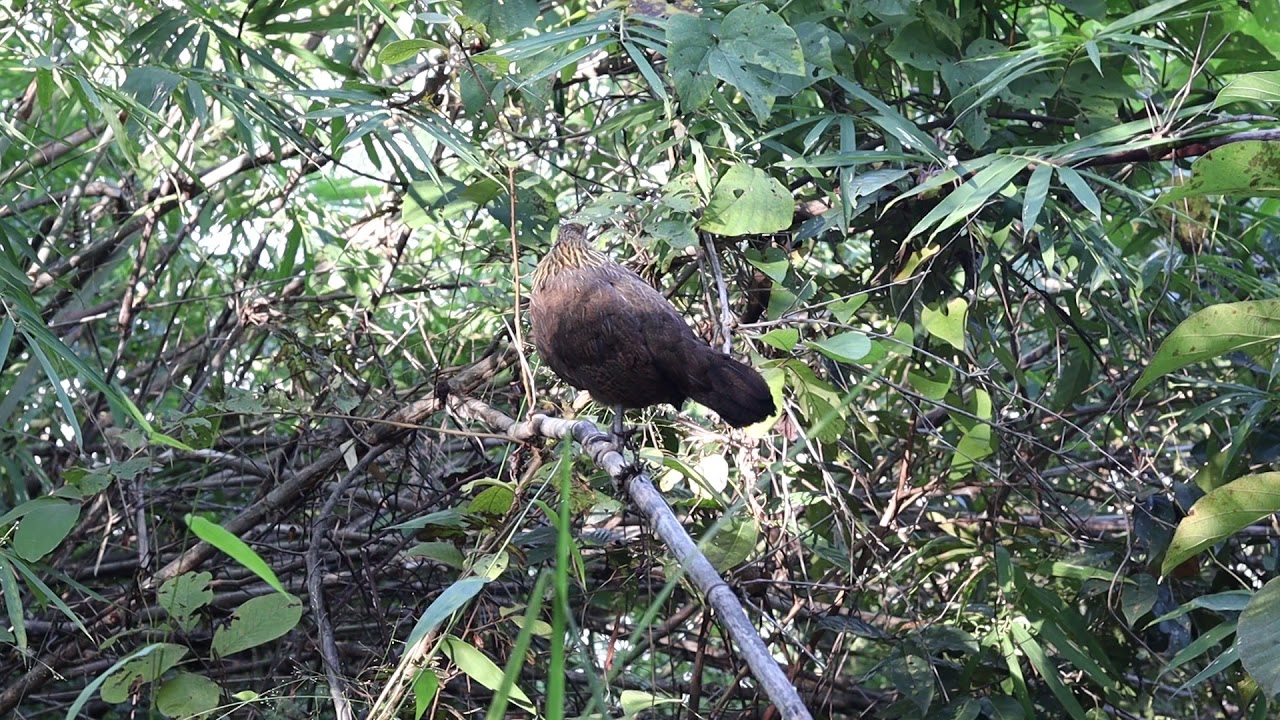 qaib qus suab zoo dib tuaj zoo ไก่ป่าเสียงดีขันดีต่อเข้า100%