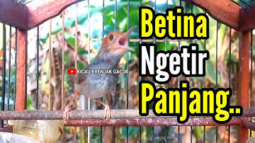 PRENJAK BETINA | MASTERAN PRENJAK BETINA Ngetir Panjang Istimewa Suara Jernih Menggoda Jantan |
