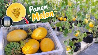 DARI ROOFTOP JADI CUAN‼️PANEN PULUHAN KILO MELON GOLDEN KINANTI