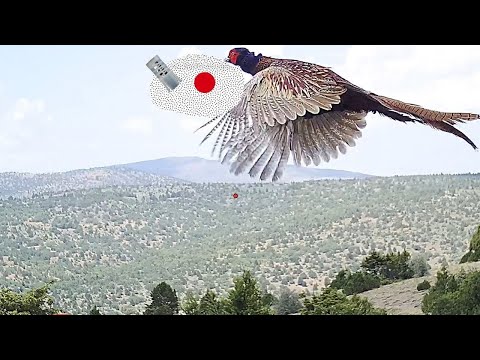 ቪዲዮ: እንዴት አንድ Pheasant ማራባት