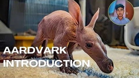 Aardvark Introduction || video 52