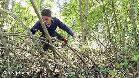 [Tập 52] Trải Nghiệm Bắt Ốc Len ở Rừng Đước Năm Căn - Ngọc Hiển | Quê Hương Miền Tây - KhaNgoiVlog