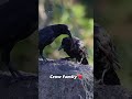 Secret to Crow Family Bonding: The Grooming Ritual You’ve Never Seen! ❤️