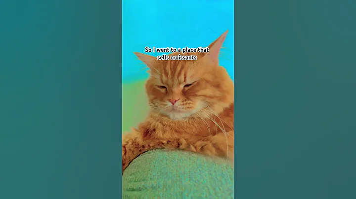 Video 11889351: cat pets funnycats dog, pet animal funnycat cats, cat funny pets dog