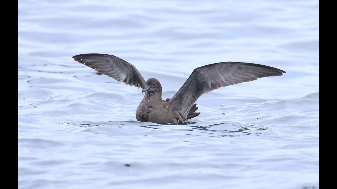 Short tailed Shearwater, 23 June 2025, Miyako, Japan