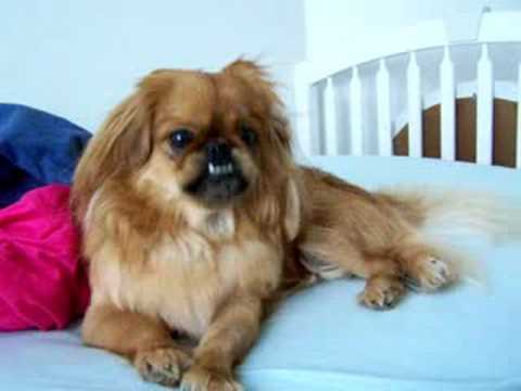 angry pekingese