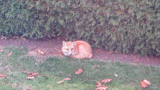 Fox yawning showing teeth