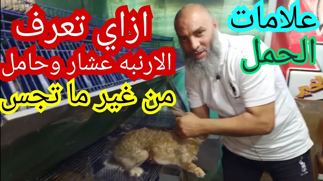 نفسك تعرف الارنبه عشار او حامل ومش عارف هقولك تعمل ايه