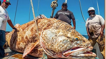 Câu Được Cá Mú Khổng Lồ : Khám Phá Nghề Câu Cá Kiếm Hàng Chục Nghìn Đô Mỗi Ngày