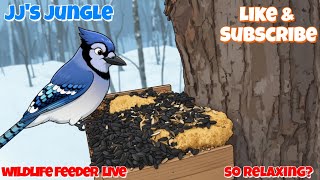 Wildlife Feeder: 🔴 24/7 Live | Birds, Deer, Flying Squirrels| Nicolet Forest, Northern Wisconsin