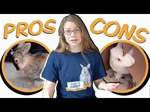 Pros and Cons: