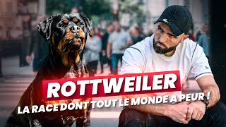 Et Si On Avait Tout Faux Sur Le Rottweiler ?