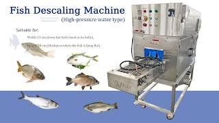 Red spotted Grouper Plectropomus leopardus fish descaling machine #fish
