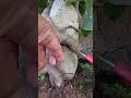 *"cutting back unwanted roots"🪴😊* #Bonsai #RootPruning #BonsaiCare #Nebari #BonsaiRoots #BonsaiArt
