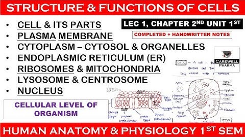 Cell Structure and Function || Human anatomy and physiology-1| L 1 | Unit 1 | hap b pharmacy 1st sem