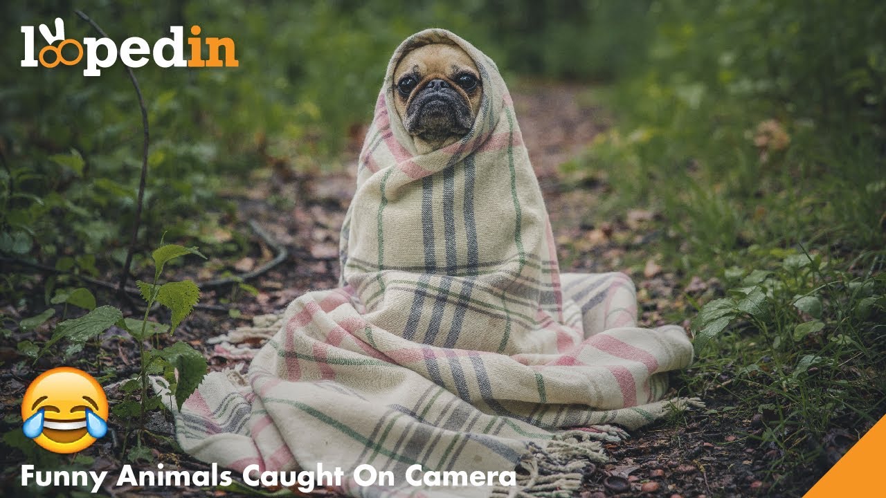 Funny Cute Animals Incidents Compilation 😂| New Funny Video 2022 | Do not try to laugh 😂| Looped In