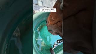 You are a #horse getting a drink