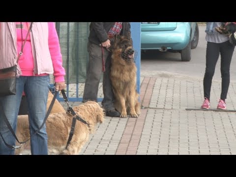 Video: Kožné Hrbole (papulonodulárne Dermatózy) U Psov