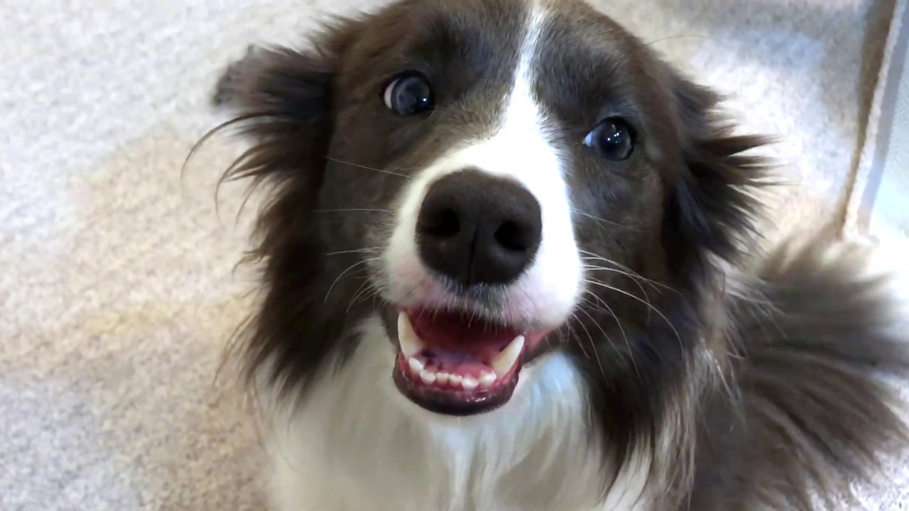 심심한 보더콜리 관찰하기 A bored Border collie YouTube