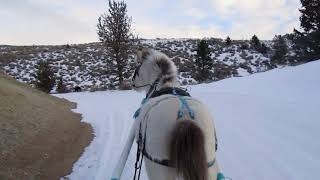 Zorro's 4th Drive in the Travois Wealth