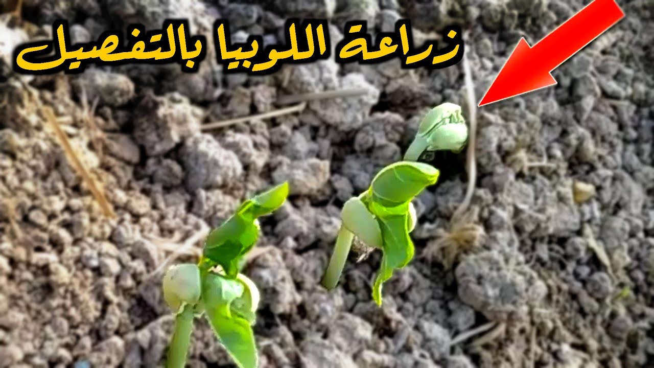 زارعة اللوبيا