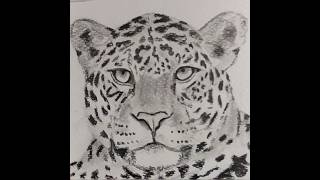 Jaguar Drawing
