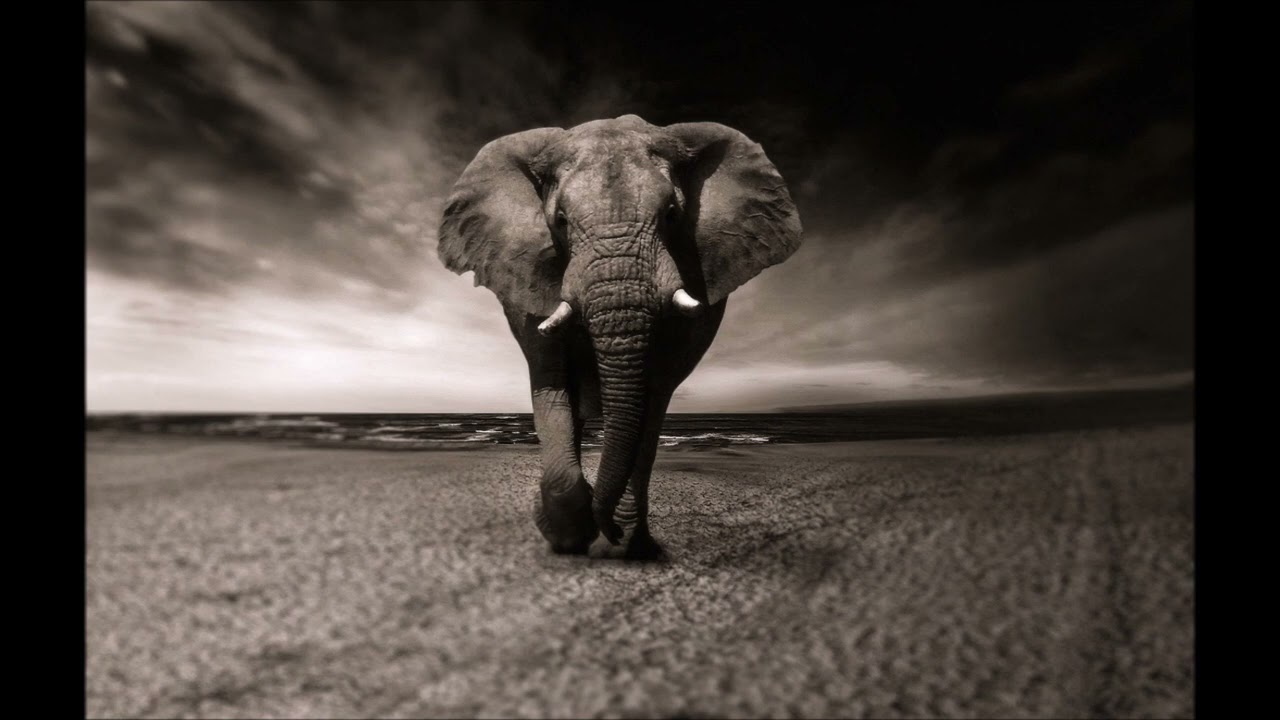 Fil Sesleri | Farklı Fil Sesi (Fil kükreme, bağırma sesleri) 