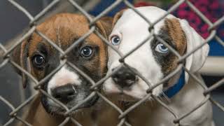 Odessa and Midland animal shelters at capacity