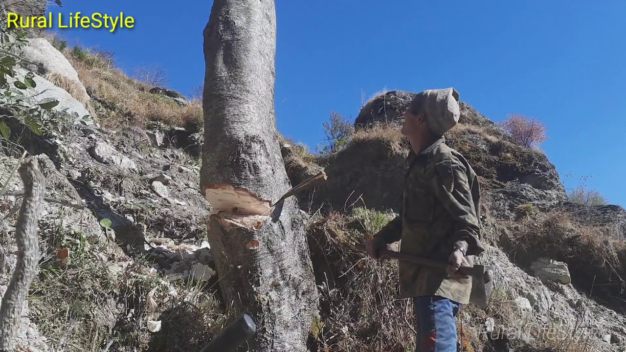 Cutting down tree for firewood in rural lifestyle - YouTube