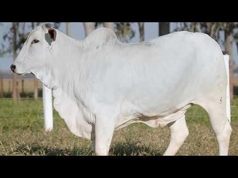 LOTE 22 - CSCF 8386