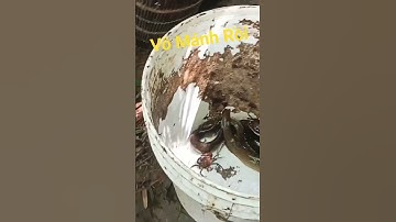 Đặt cá chạch ll Chia sẻ Kinh nghiệm Đặt Là Dính #datlopcachach #datlopcachachlau #lopcachach