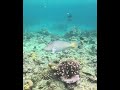 Great Barrier Reef - April 2026 #fish #snorkeling
