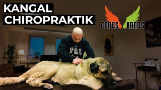 XXL Kangal behandeln... Bones Hands Animals Chiropraktik!