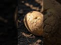 ERNTEFEHLER? So ruinieren Sie Ihre Kartoffeln NICHT! | Gartentipps #garten #herbstanfang #blattläuse