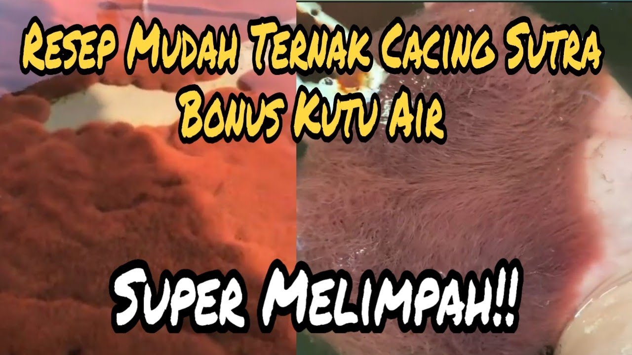 Cara Mudah Ternak Cacing Sutra Dapat  Bonus Kutu Air Bisa Sebanyak Ini!!