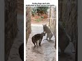 #cats #cat #funny #memes #catshorts #catvideos #catlovers #catmemes #catlife #catholic #catattitude