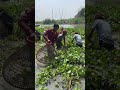 Village People Catching Fish With Polo From Beel#fishing #polofishing
