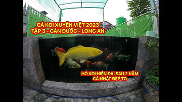 TẬP 3 - CÁ KOI XUYÊN VIỆT 2023 - HỒ CÁ KOI NHẬT HIỆN ĐẠI - SAU 2 NĂM CÁ LỚN NHANH