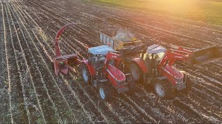 Maize Season Over. Ready For Once A Day
