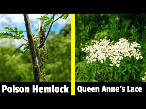 Learn how to identify Queen Anne's Lace, then play with it in the kitchen.