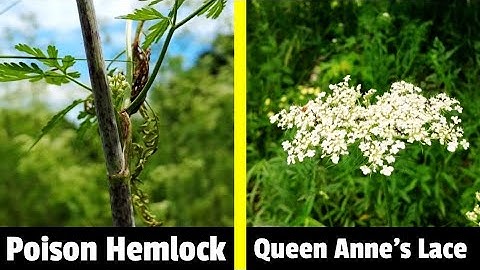 Poison Hemlock vs. Queen Anne
