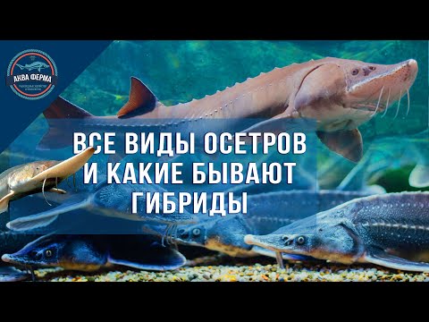 Видео: Черен бултериер: описание на породата, черти на характера, снимки и рецензии