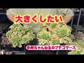 【多肉植物】大きくしたい❣️アエオニウム 2026年4月14日