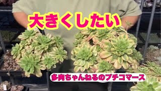 Succulents] I want to grow them big! Aeonium April 14, 2026 - YouTube
