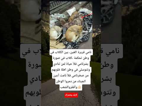 نامي قريرة العين بين الكلاب في وطن تحكمة كلاب في صورة بشرنامي فلأ حياة لمن تنادي وتتوسلي في وطن