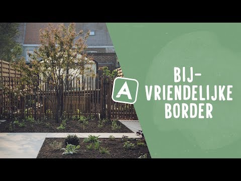 Een bijvriendelijke border met witte en blauwe tinten