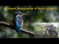 Comment photographier le Martin pêcheur   #photoanimaliere #technique #tuto #nature